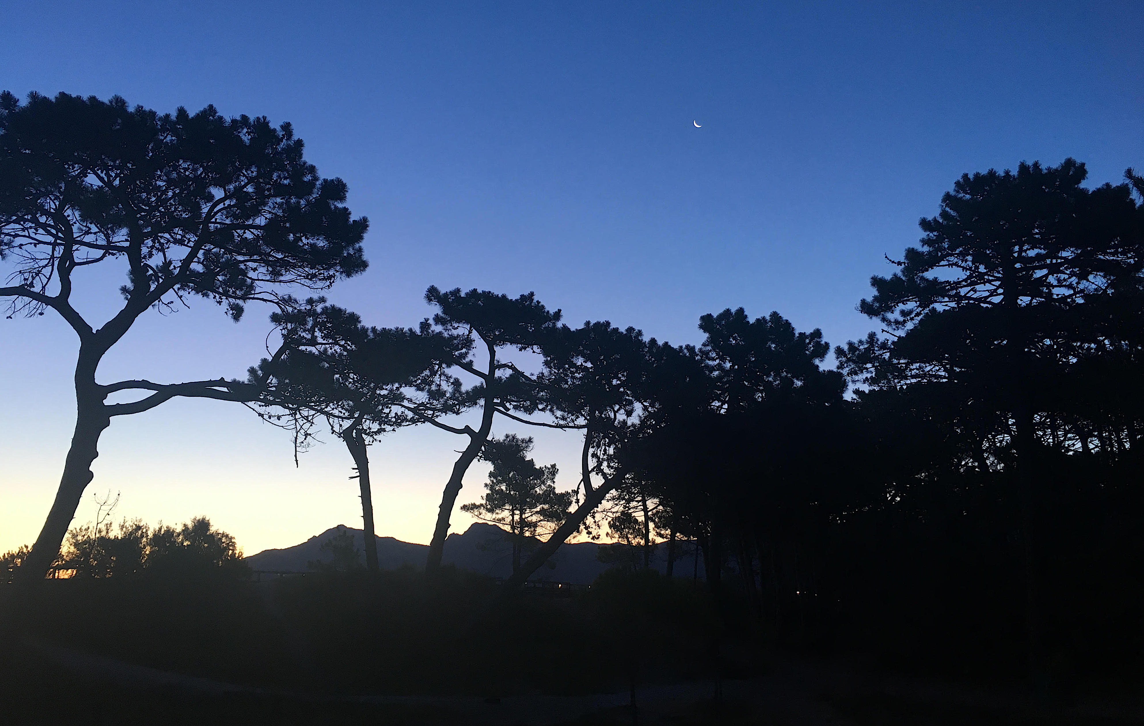 La photo du jour : lever de Soleil sur la pinède de Calvi