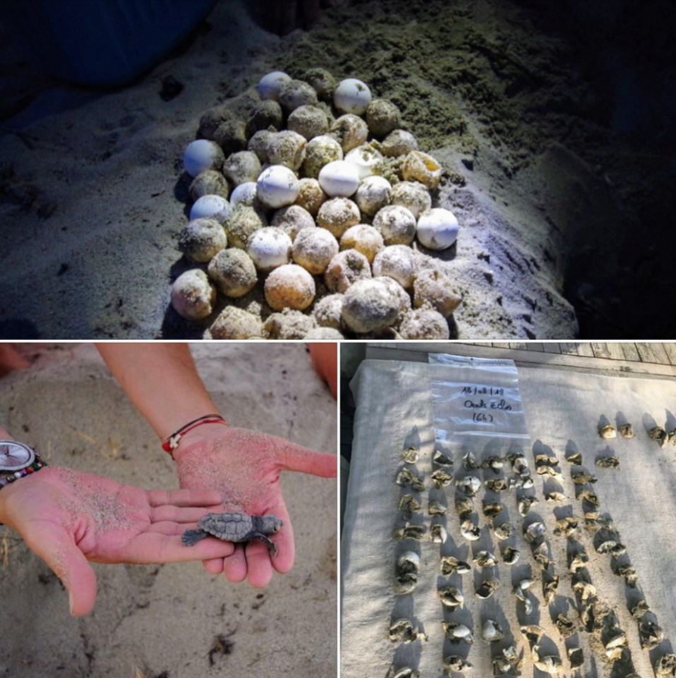 Des tortues marines "Caretta Caretta" naissent sur une plage de la Plaine orientale  :"Prévenez-nous"