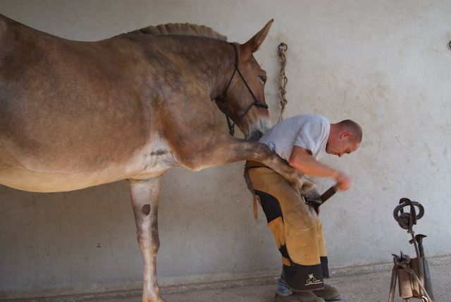 Maréchal ferrant, l’art et la manière de chausser les chevaux