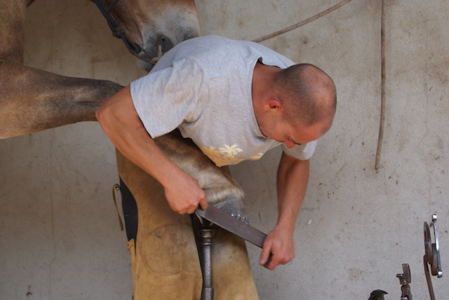 Maréchal ferrant, l’art et la manière de chausser les chevaux