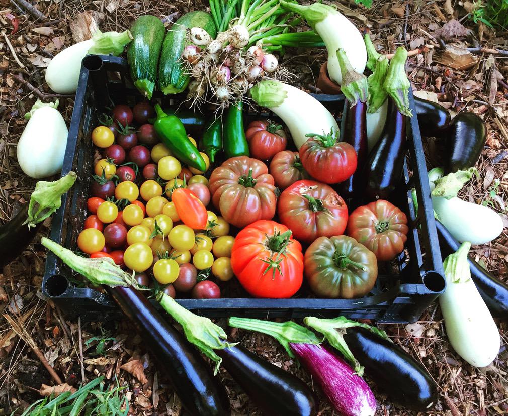 Les recettes de  Coline Faulquier de "Signature" au "Tra di Noi" du Misincu