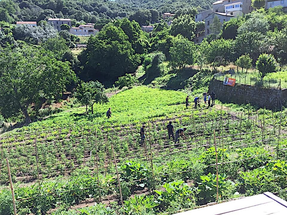 Récolte nocturne et clandestine à l'ortu di u cumunu d'Arghjusta è Muricciu 
