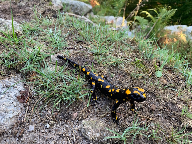 La photo du jour : Rencontre avec une salamandre sur le chemin du refuge de l'Onda
