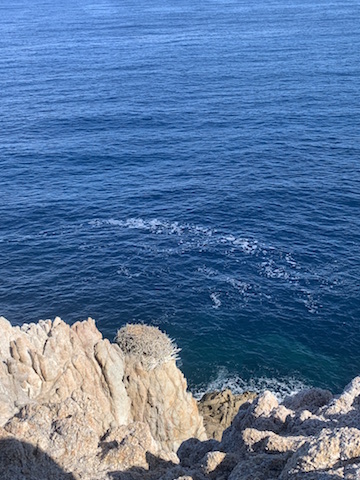 Ancien Nid de balbuzard dans les agriates. Pierre Léoni