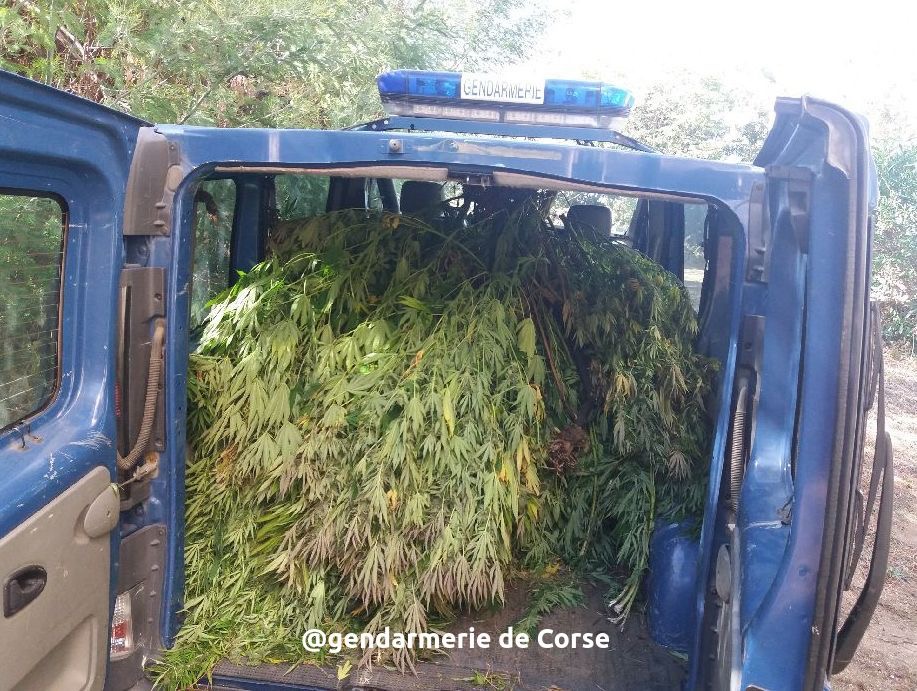 Corse du Sud : 254 pieds et 350 branches de cannabis saisis par les gendarmes