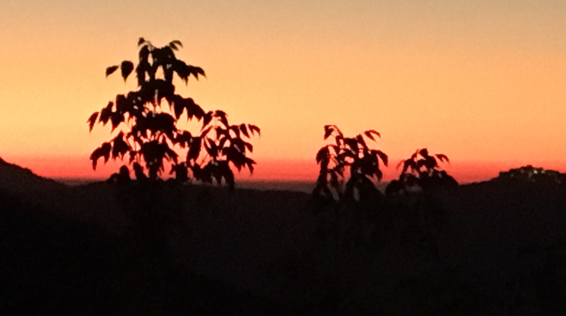 Photo de Speloncatu (Berillon)