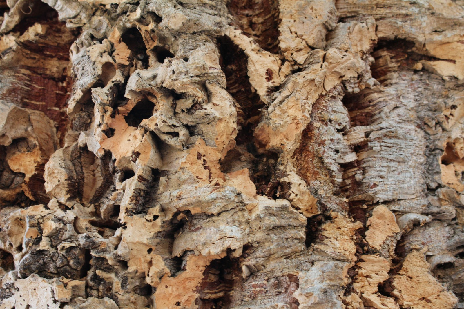 Sartene : le chêne-liège de Cauria sera t-il le plus bel arbre de l'année ?