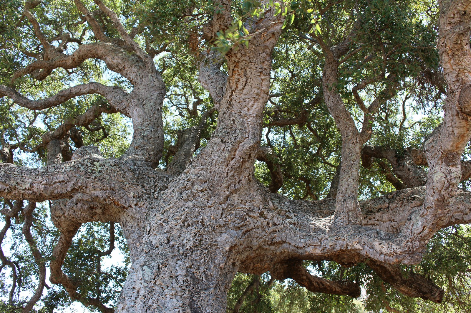 Sartene : le chêne-liège de Cauria sera t-il le plus bel arbre de l'année ?