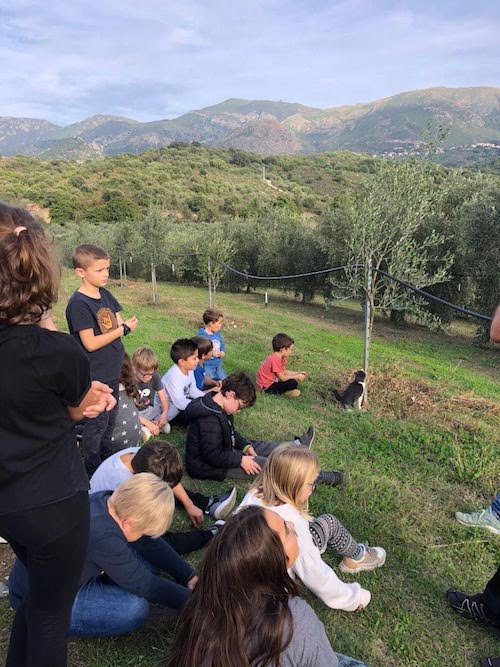 Un an après, les enfants du Nebbiu et de la Conca d'Oru retrouvent leurs oliviers