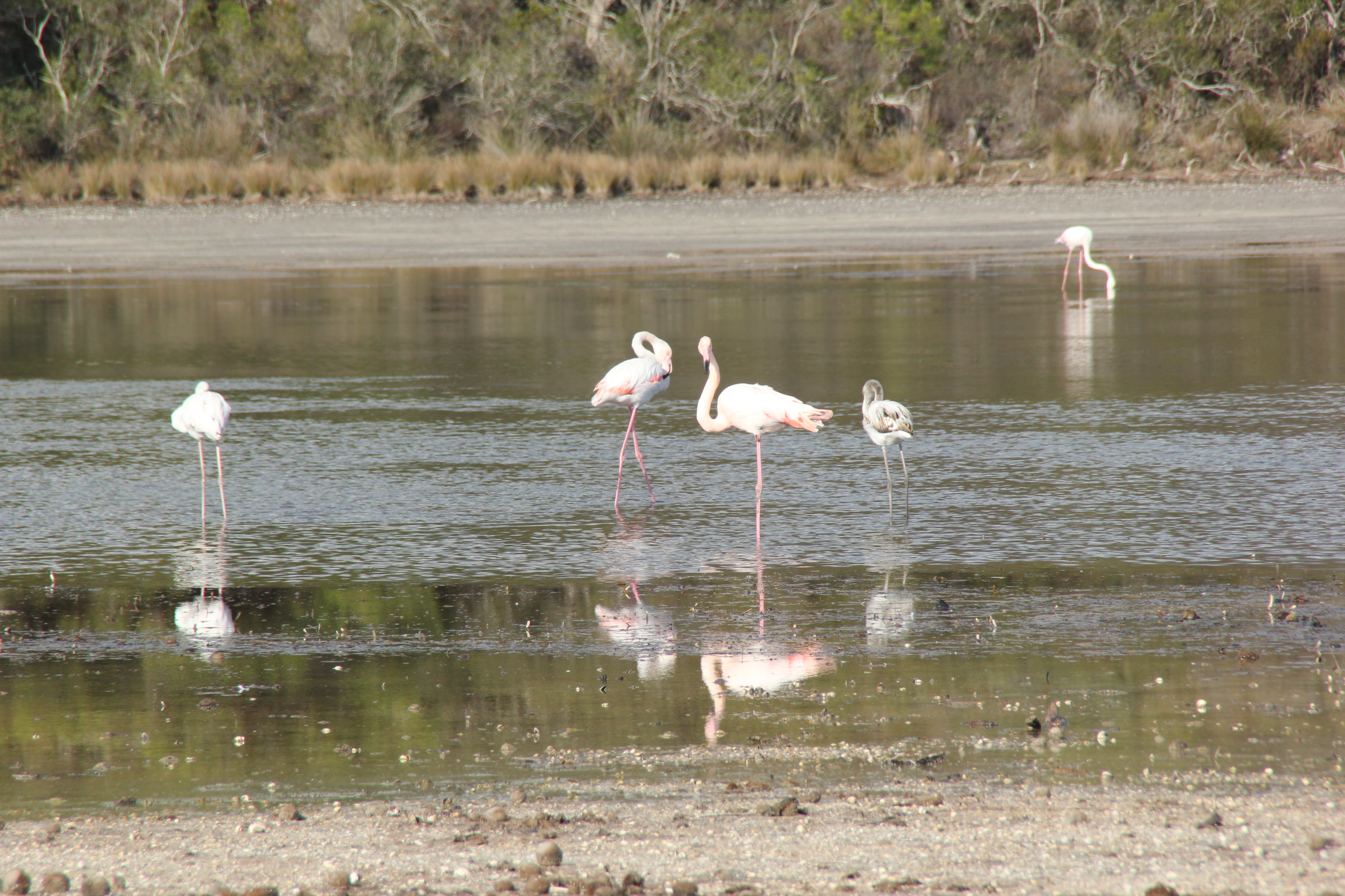 Les flamants roses sont arrivés à Santa Giulia
