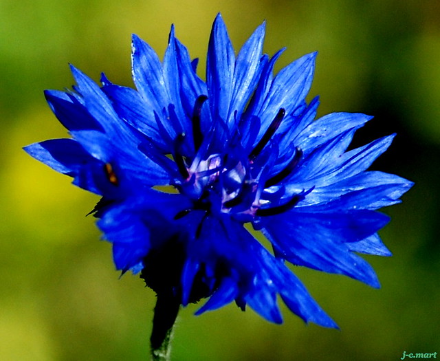 Corse : la campagne nationale du Bleuet de France 2019 est lancée