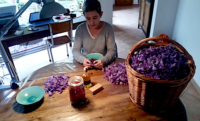 "Infiaratu", le safran de Sainte-Lucie de Porto-Vecchio : un savoir-faire presque oublié