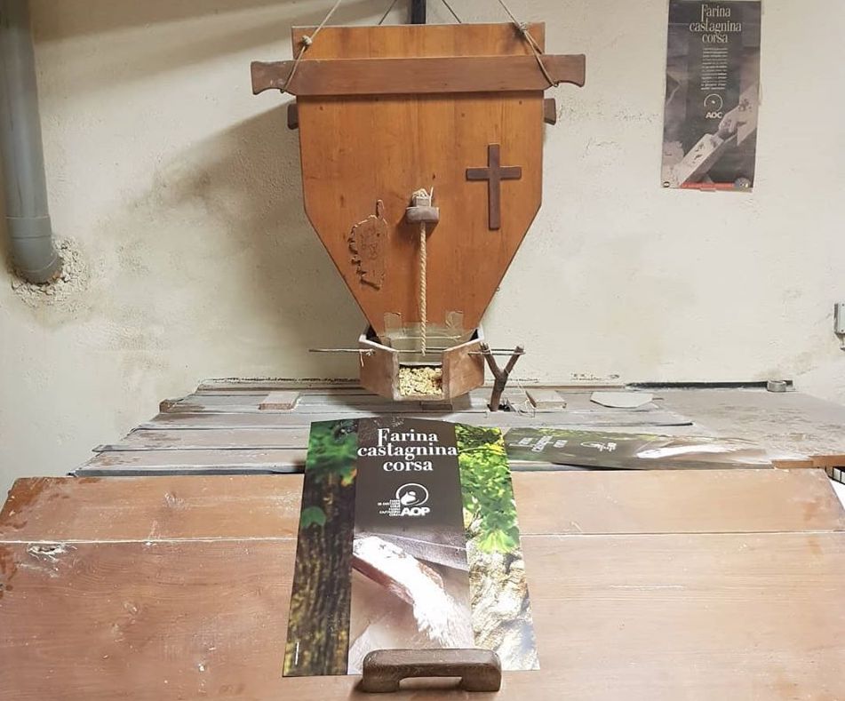 Le châtaignier corse va mieux mais le label "AOP Farina Castagnina Corsa" sous surveillance