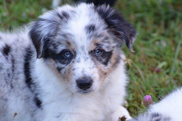 Comment être un bon maître pour son chien ? Une « Puppy Class » en ligne vous explique tout