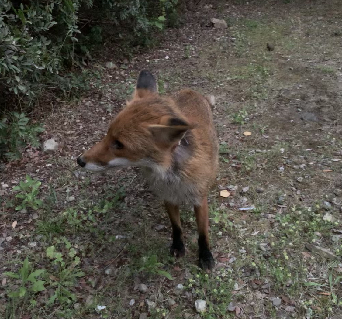 Un premier renard qui rendait visite chaque soir à une touriste italienne en vacance sur le cordon lagunaire