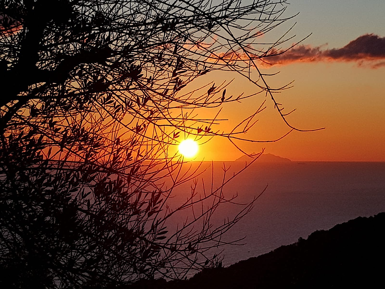 La photo du jour : l'olivier de Silgaghja, le Soleil, Monte Cristo