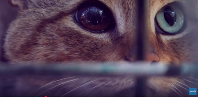 Les évènements qui ont marqué l'année 2019 en Corse