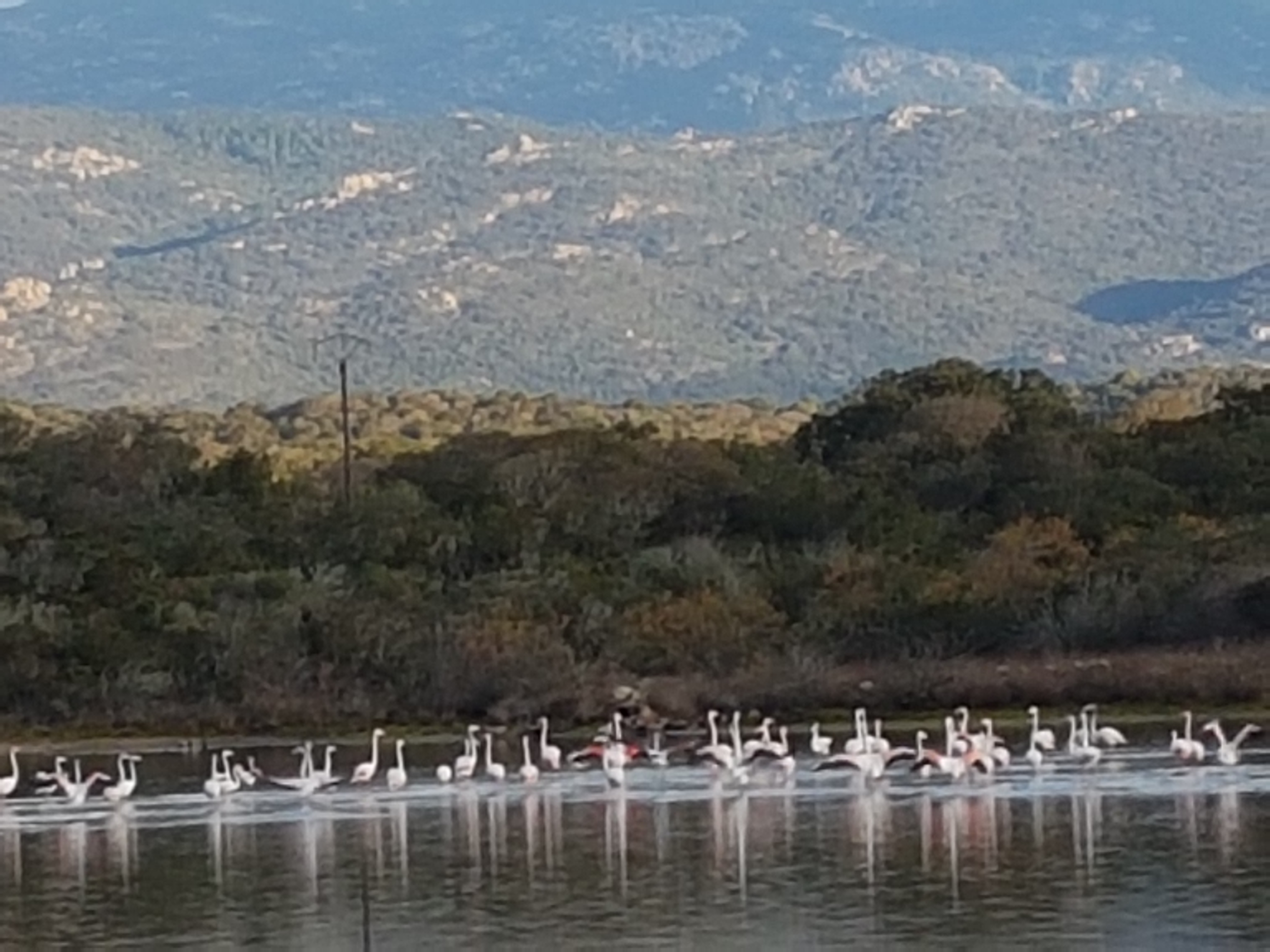 La photo du jour : les flamants roses de Pianottoli
