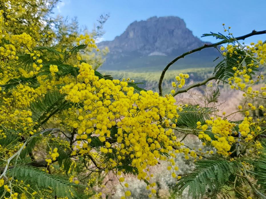 La photo du jour : les premiers mimosas de  de Silgaghja