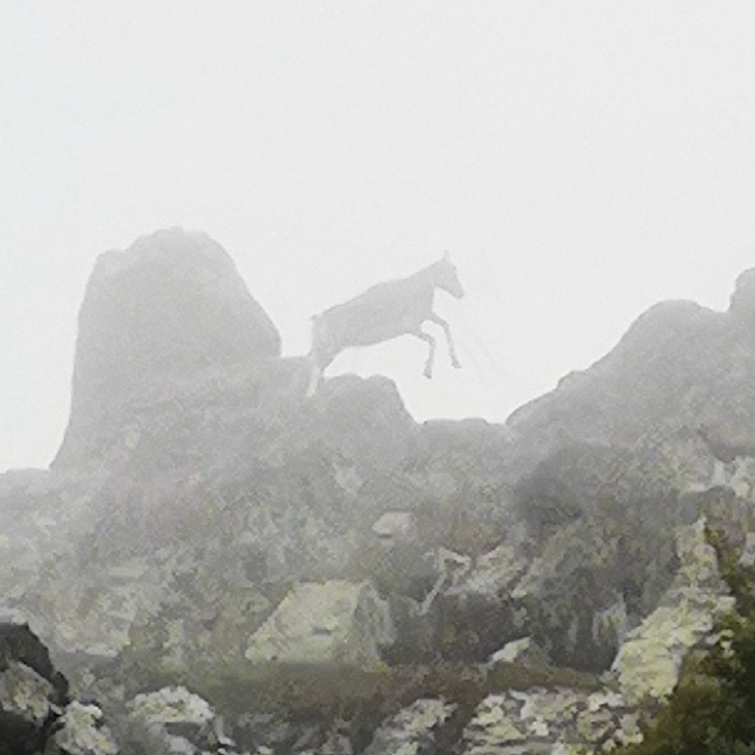 La photo du jour : le mouflon de Monte Padru