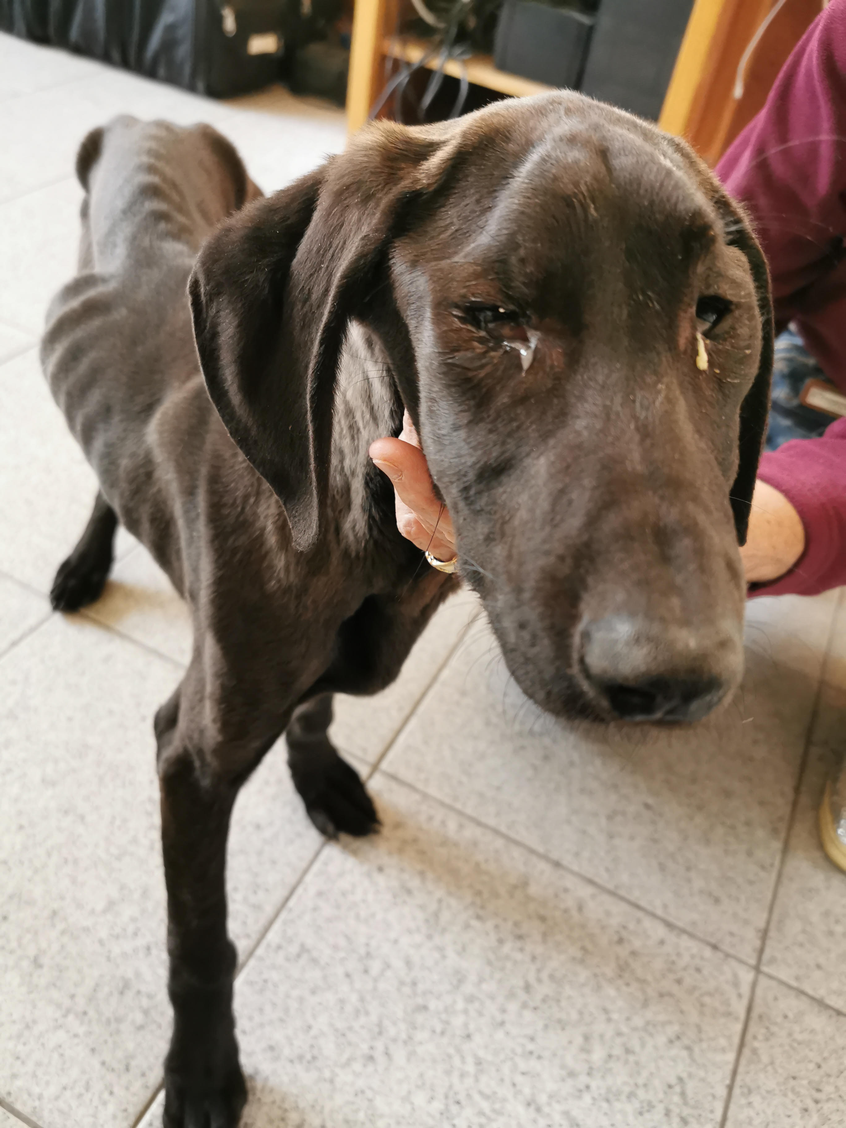 Malgré toute l'affection et les soins prodigués, Speranza s'est éteinte ce jour