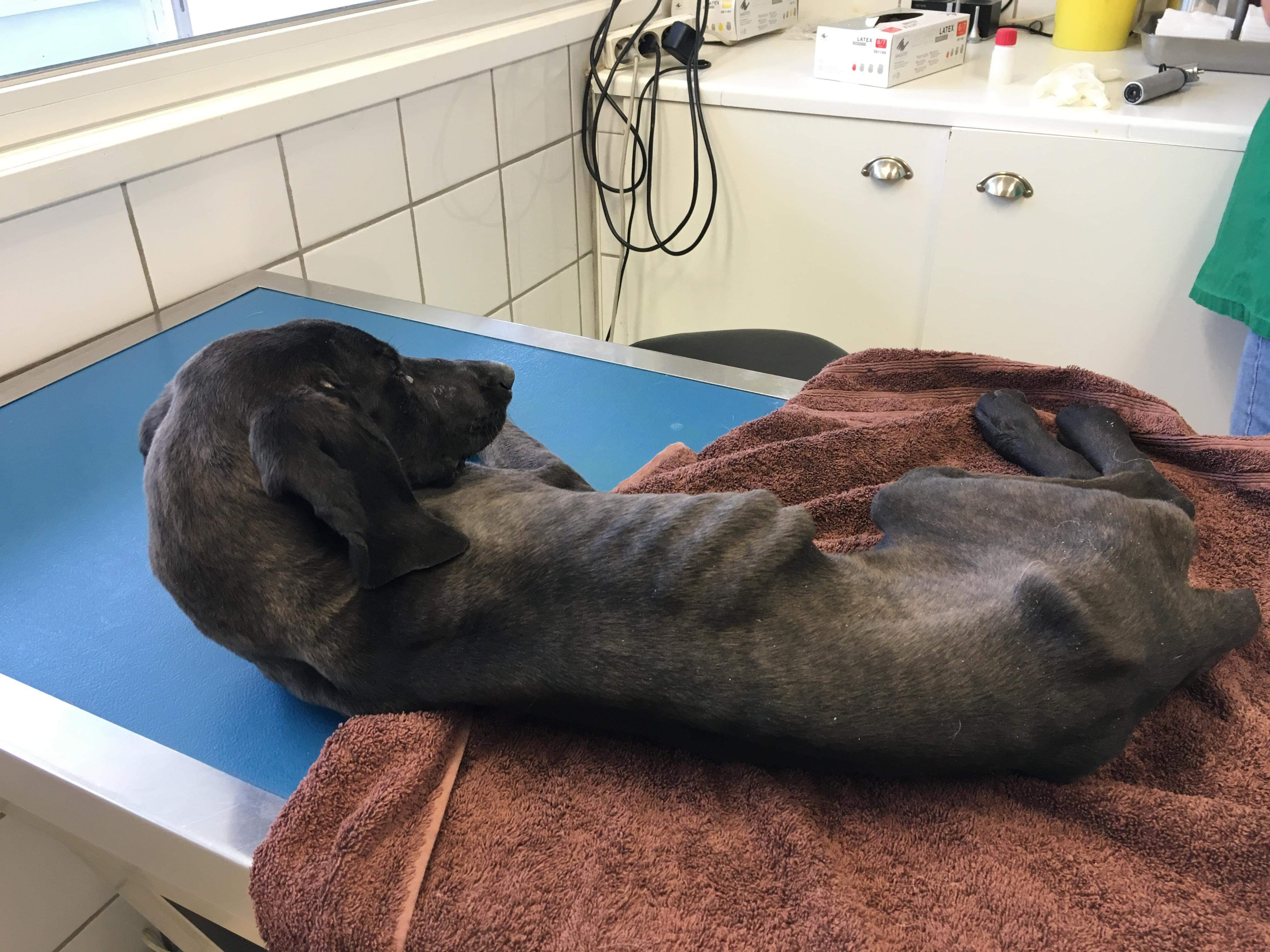 Maltraitance animale en Balagne : "Sperenza" n'a pas survécu