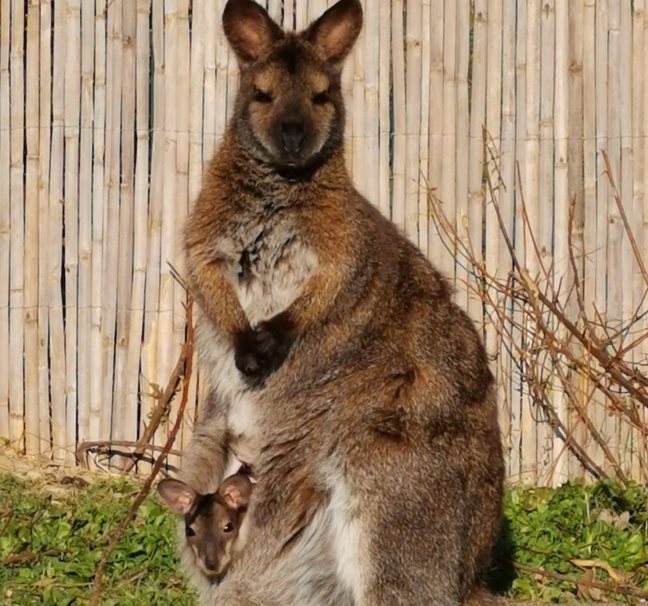 De nouveaux arrivants au Corsica Zoo à Olmeta-di-Tuda 