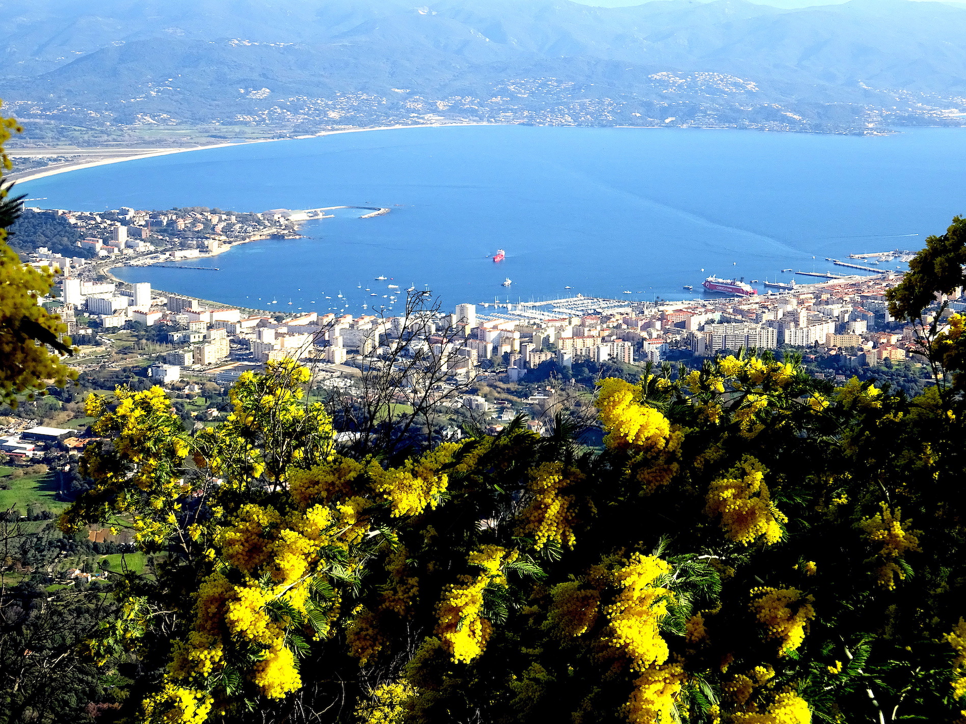 La photo du jour : le golfe d'Aiacciu, les mimosas, la Punta