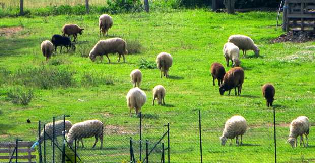 Coronavirus : la  FDSEA de Haute Corse se félicite de l’obtention de la garantie d’Etat