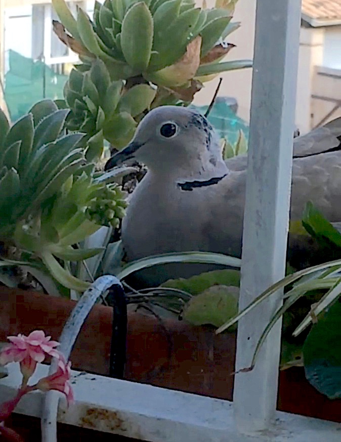 La tourterelle couvant ses oeufs dans une résidence à Calvi