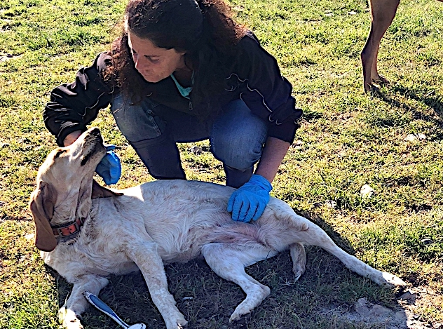 "Nos amis à quatre pattes" face au confinement et aux nouvelles mesures d'adoption
