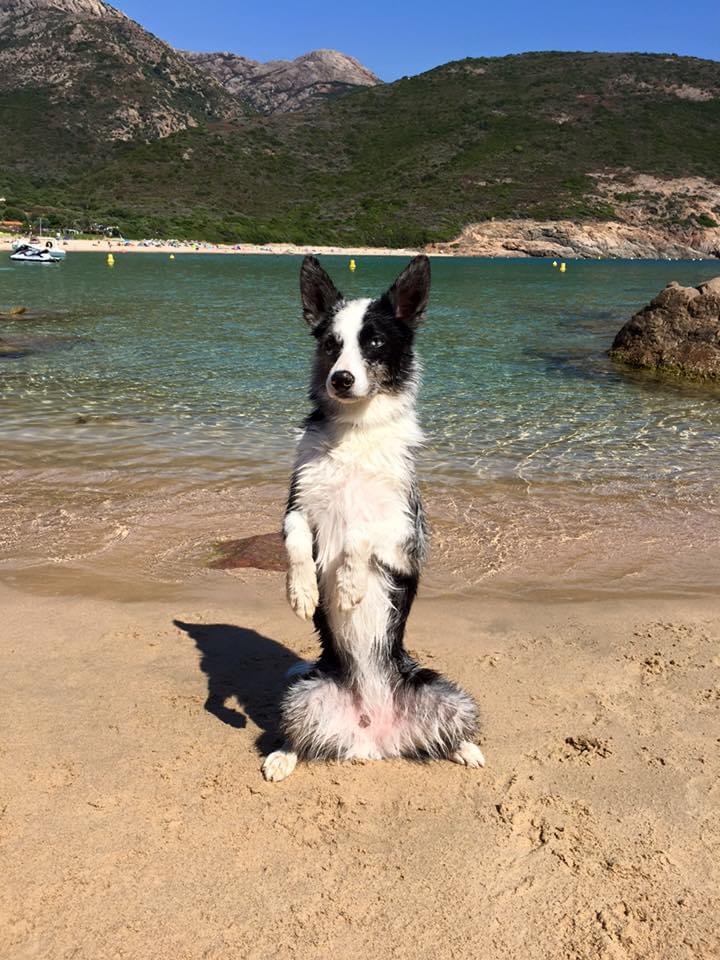 Covid-19 - Pour éviter les abandons et des chiens anxieux à la fin du confinement