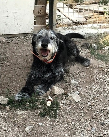 Calvi : qui a vu la chienne de "Nos amis à quatre pattes" ?