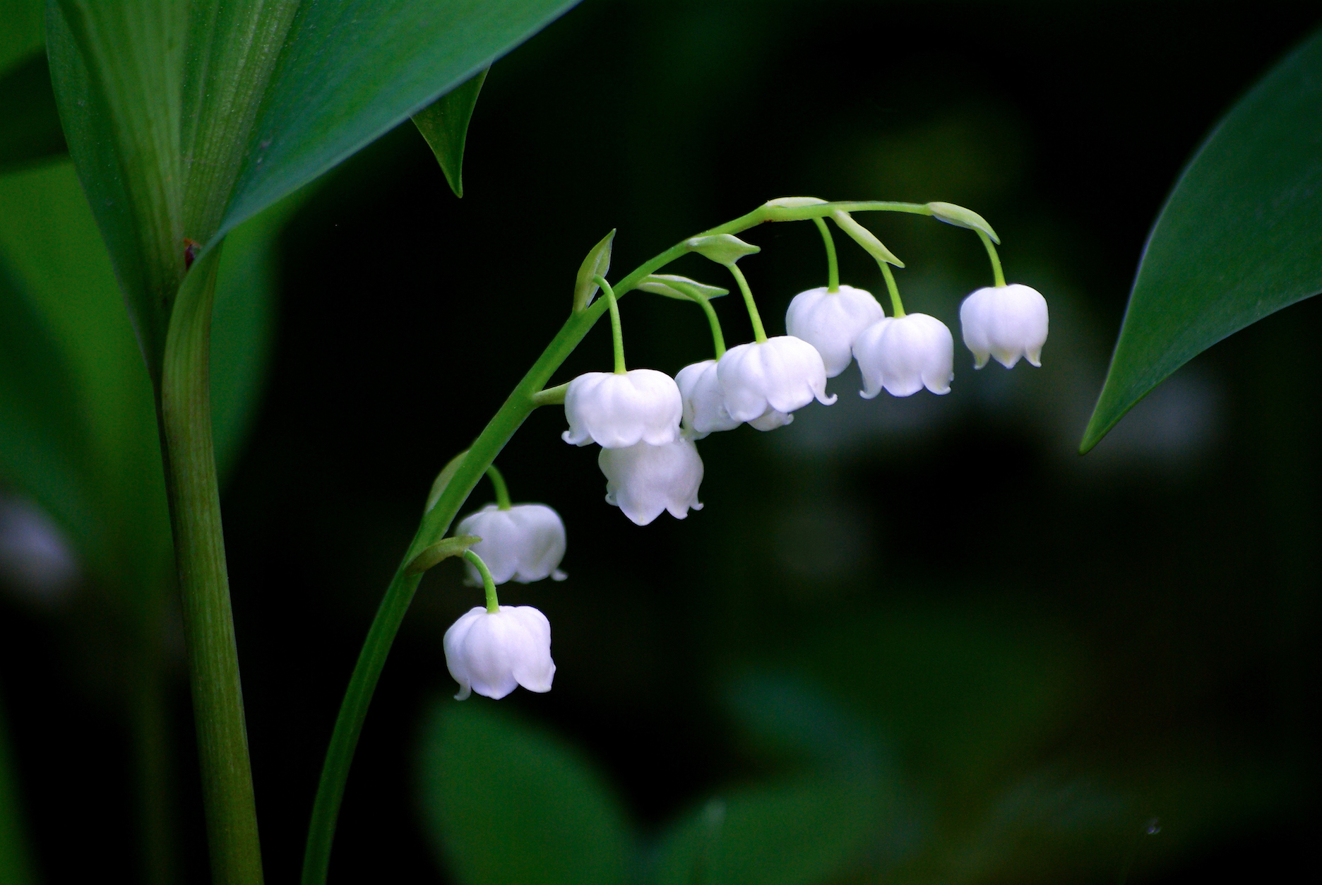 Covid-19 - Vente du muguet du 1er mai étroitement encadrée