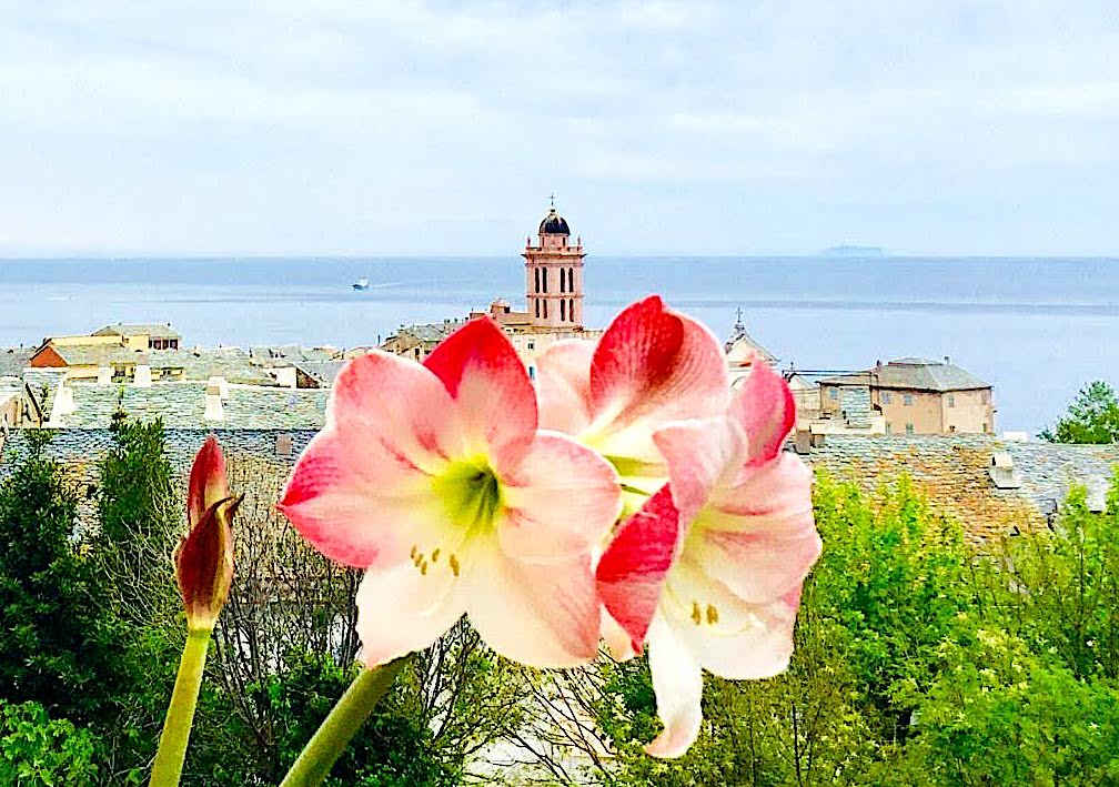 La photo du jour : comme un jardin suspendu au-dessus de Bastia