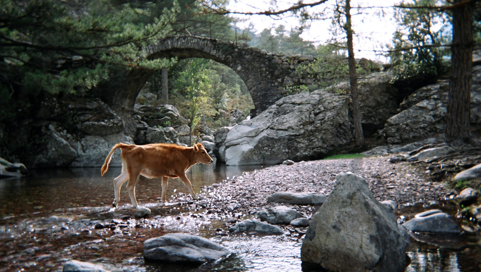La photo du jour : pont génois dans le forêt de Tartagine