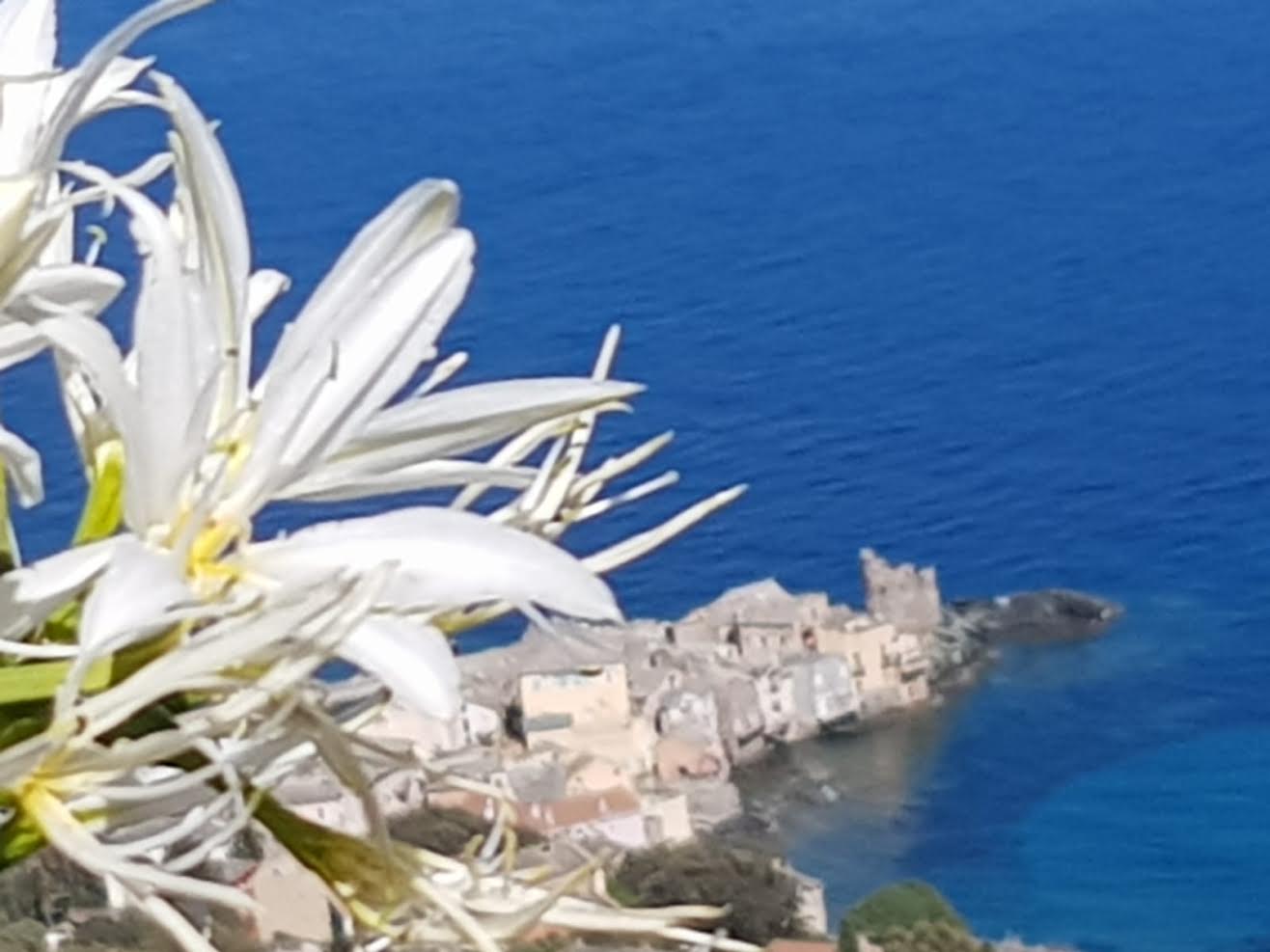 La photo du jour : Fiori d'Erbalonga