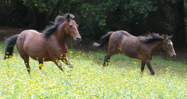 Coronavirus : une aide aux professionnels de la filière équine.