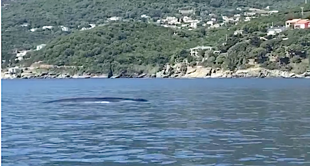 VIDEO - Des rorquals communs filmés à 500m des côtes près de Sagro