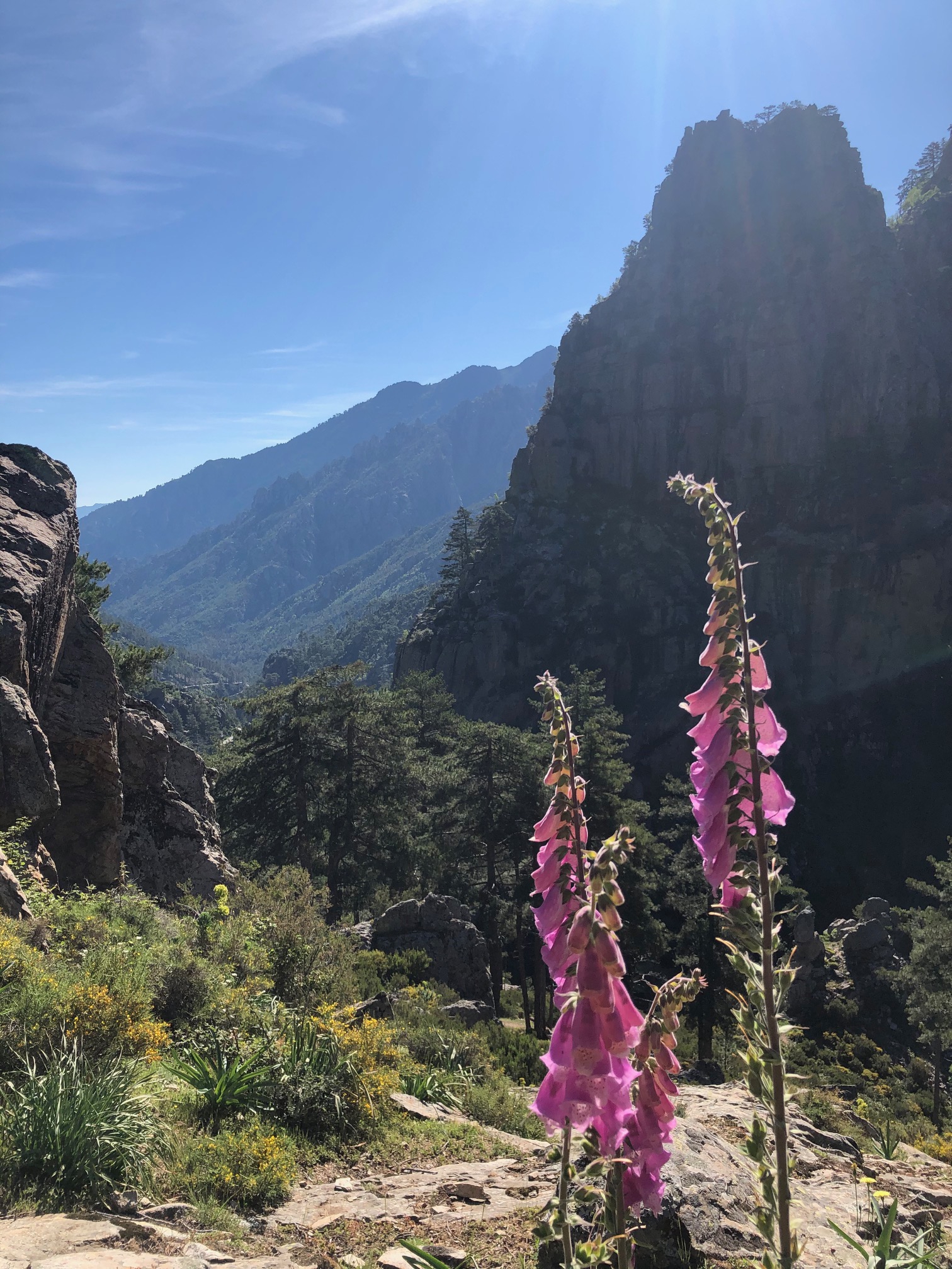 La photo du jour : la vallée de la Restonica 