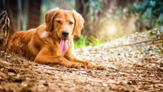 Le jeune Balvi, l'un des pensionnaires à l'adoption