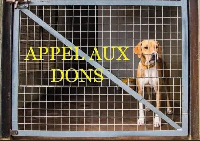 Nessy, pensionnaire du refuge