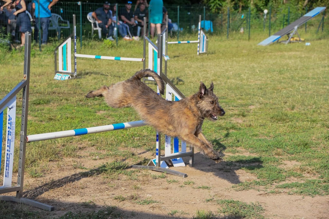 Afa : un jeu concours au club canin athleti’dogs