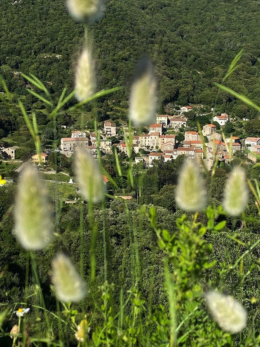 La photo du jour : derrière les fleurs des champs, Guargualé