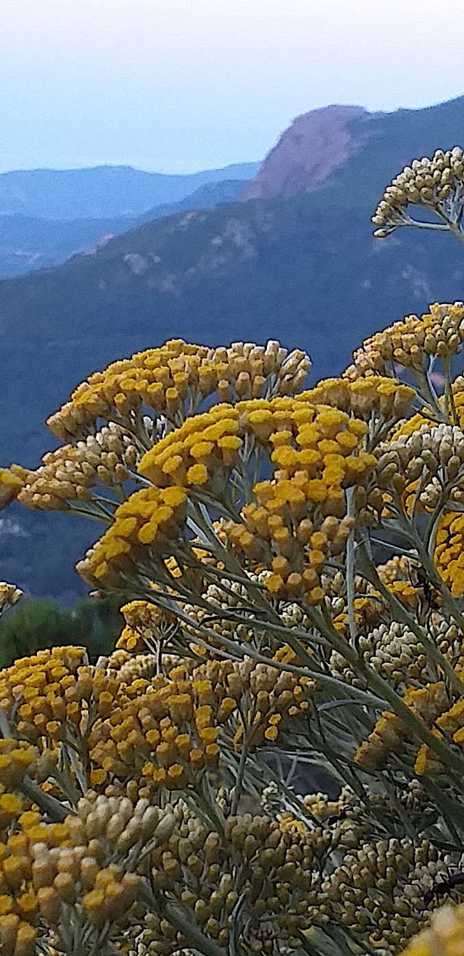 La photo du jour : a Muredda è u monte Gozzi