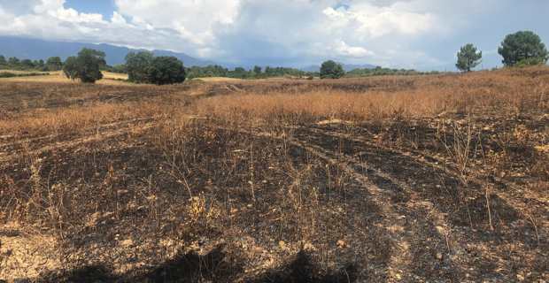 Brûlage dirigé sur le domaine de Pinia.