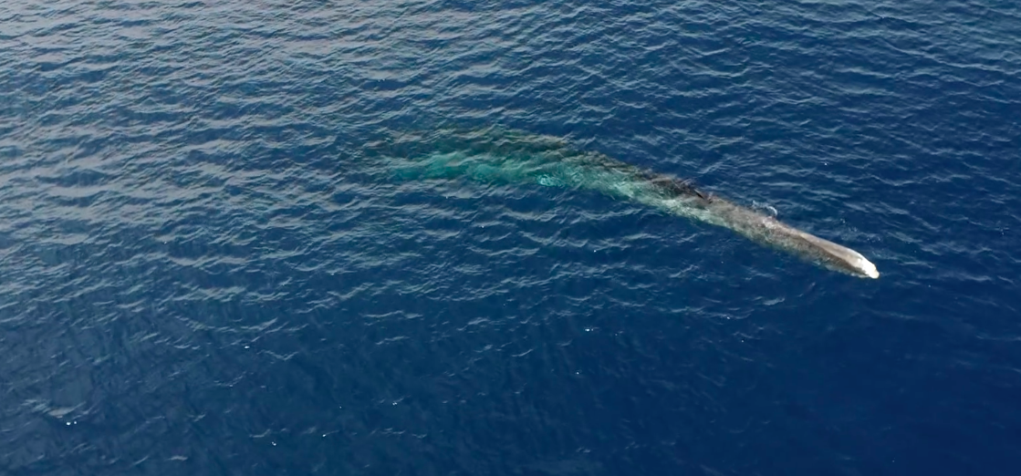 VIDEO - Sanctuaire Pelagos : Une baleine blessée par l'homme est à l'agonie 