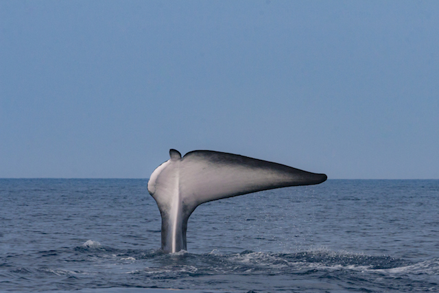 VIDEO - Sanctuaire Pelagos : Une baleine blessée par l'homme est à l'agonie 
