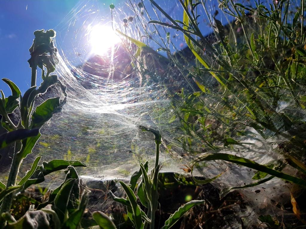 La photo du jour : l'Arpone pris dans une toile d'araignée