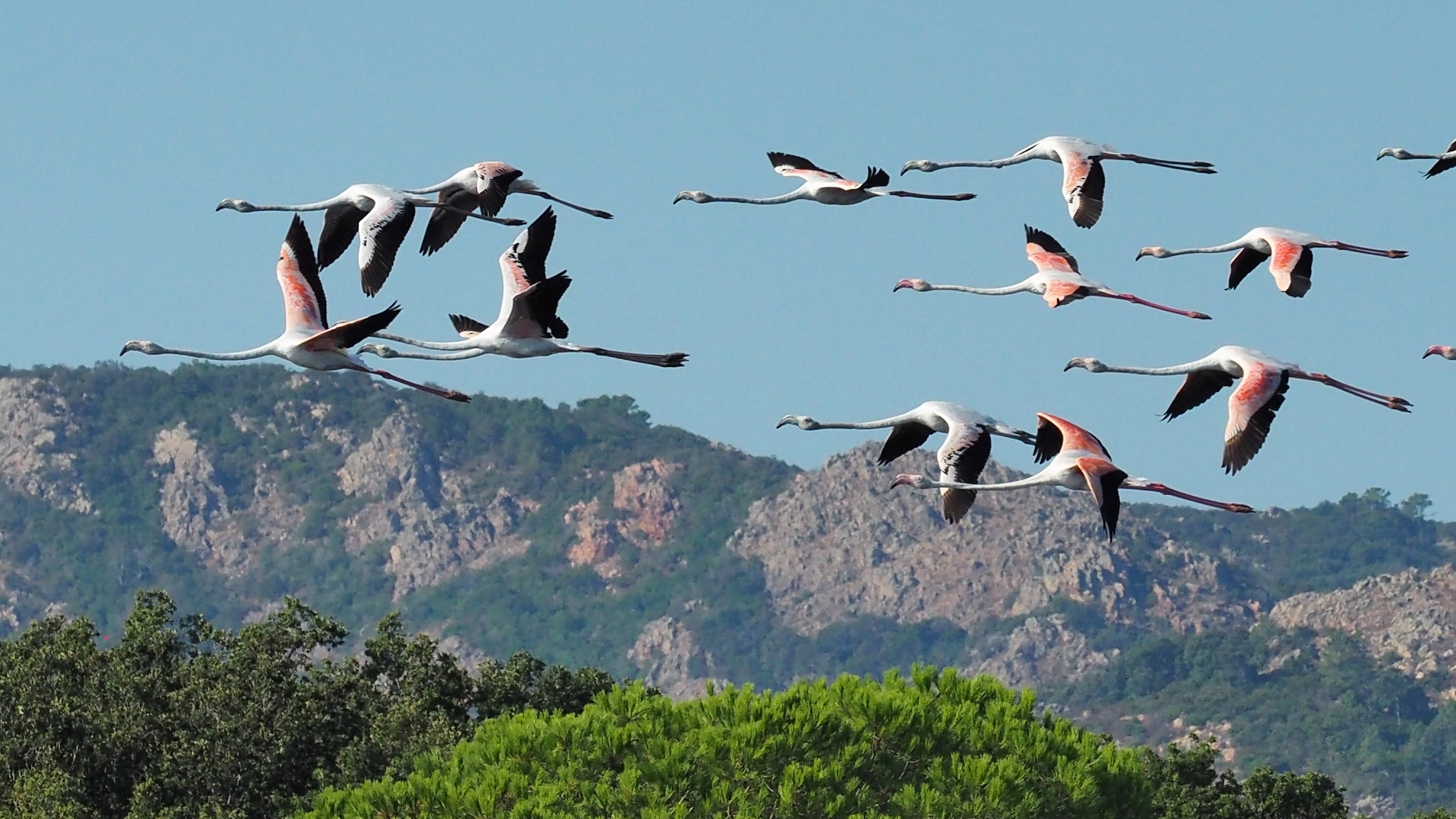 La photo du jour : vol de flamants roses au-dessus de Saint Cyprien